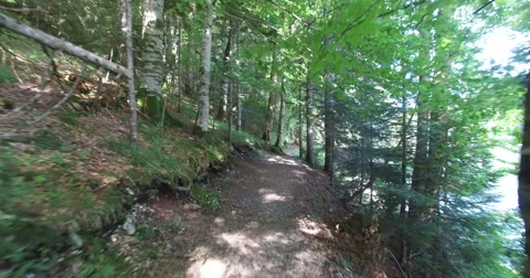 Footpath in forest around the lake Stock-Footage 63015929