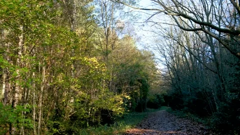 Footpath in the forest in autumn Stock Footage 221686495