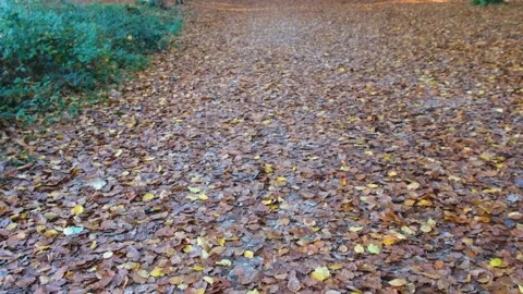 Footpath in the forest in auutmn Video stock 221685767