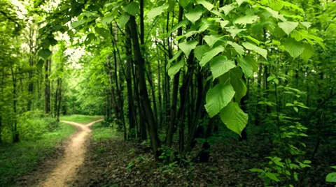Footpath in the forest. Birdsong. Stock Footage 38025645