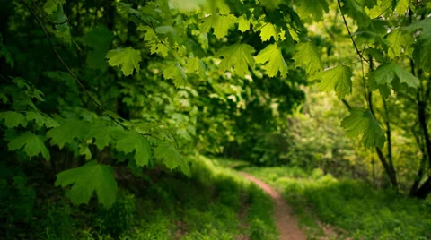 Footpath in the forest. Focus on foliage. Video stock 38025741