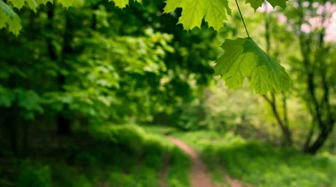 Footpath in the forest. Focus out. Stock Footage 38025788