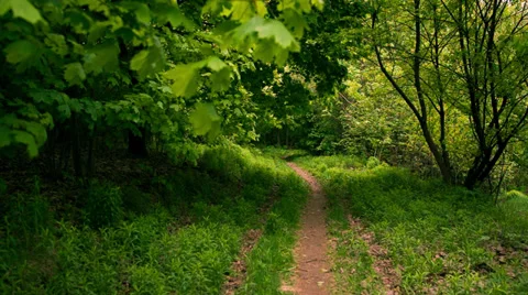 Footpath in the forest. Stock Footage 38025725