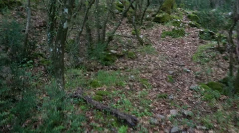 Footpath in forest Video stock 63252432