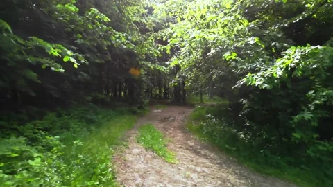 Footpath in the forest Stock Footage 149321057