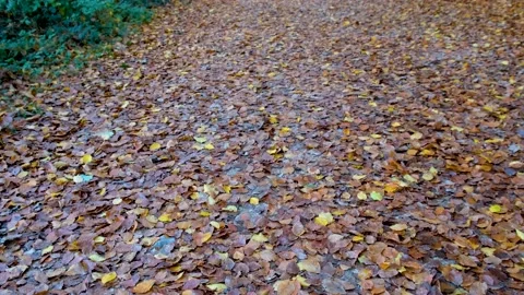 Footpath in the forest Stock-Footage 221686314