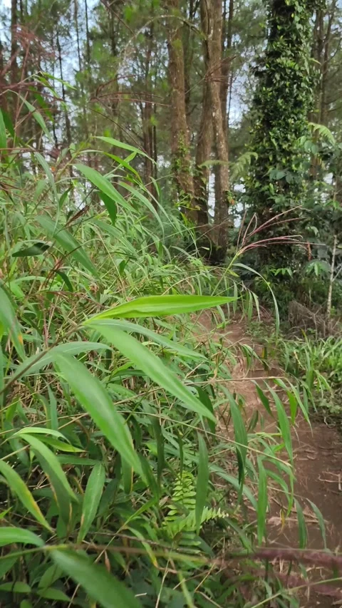 Footpath in the forest Stock Footage 339386051