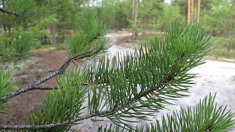 Footpath in the forest with green Stock Footage 160751382