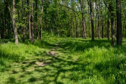 Footpath in the forest, green grass Stock Photos