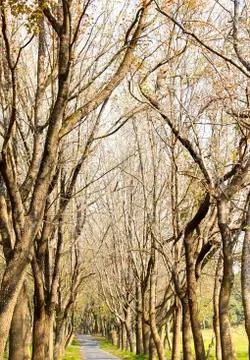 Footpath in the forest Foto stock