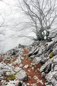 Footpath in the forest Stock Photos