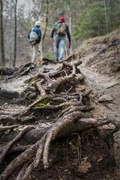Footpath in the forest Foto stock