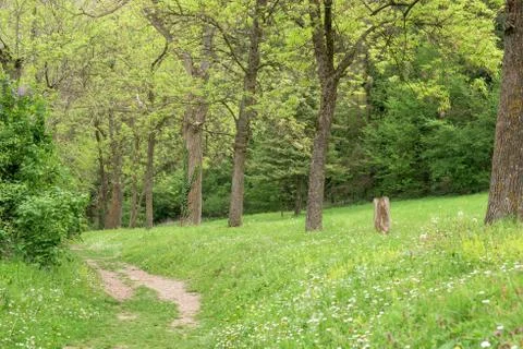 Footpath in a forest Stock Photos