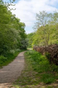 An footpath in the forest Stock Photos