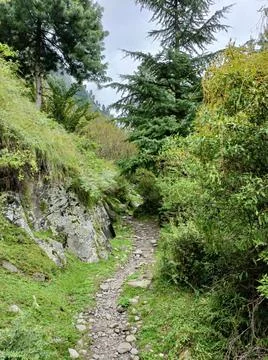 Footpath in the forest Stock Photos