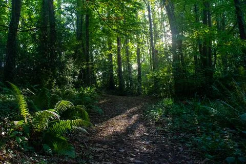 Footpath in a forest  Stock Photos