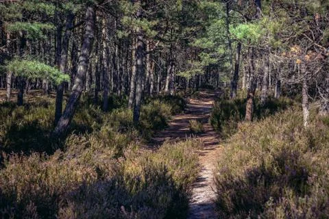 Footpath in forest from Stilo lighthouse to beach in Sarbsko Spit  park, Poland Stock Photos