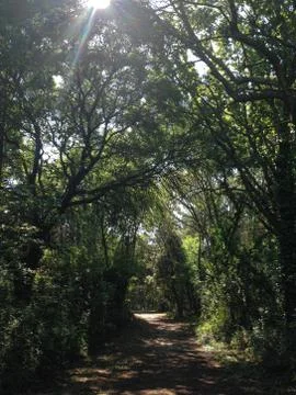 Footpath in the forest under the sun Stock Photos
