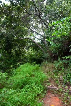 Footpath going through the pristine jungle. Stock Photos