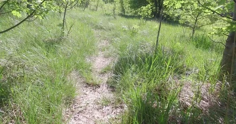 Footpath with grass and trees. Stock Footage 75755881