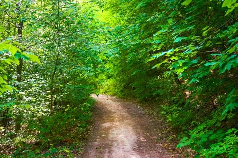 Footpath in the green forest. Forest conservation area. Natural Park. Stock Photos