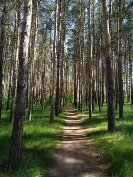 Footpath in the green forest Stock Photos