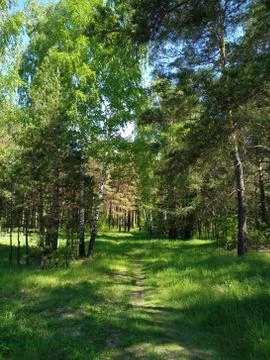 Footpath in the green forest Stock Photos
