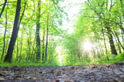 Footpath in green spring forest Stock Photos