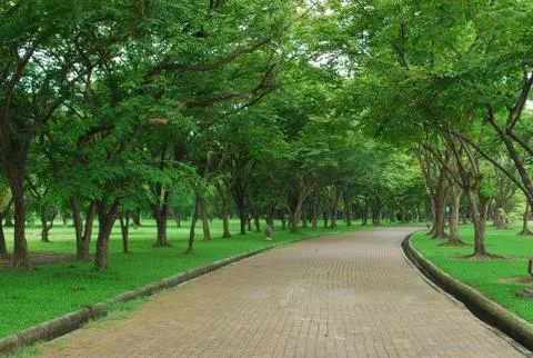 Footpath with green tree Stock Photos