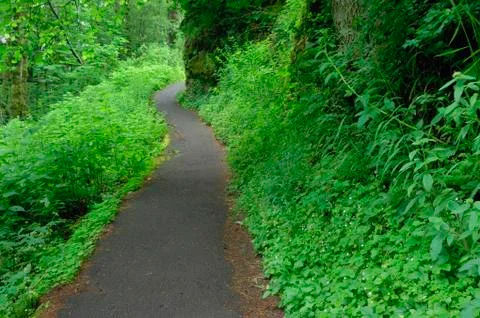 Footpath at Guy W. Talbot State Park, Multnomah County, Oregon, USA Stock Photos