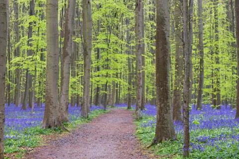 Footpath in Hallerbos at spring Stock Photos