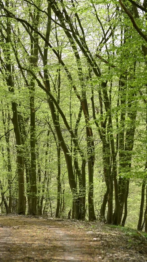 Footpath hiking trail path and lush green foliage in a forest Stock Footage 310658742