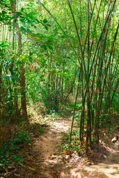 Footpath  in the jungles Stock Photos