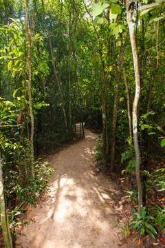 Footpath  in the jungles Stock Photos