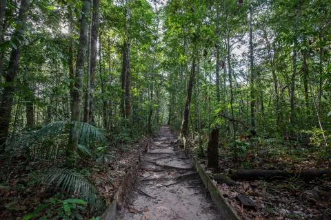 Footpath leading into the Amazon Rainforest in the State of Amazonas, Brazil Stock Photos