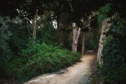 Footpath leading through the forest in dense vegetation Stock Photos