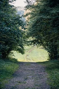 A footpath leading through the tree arch. Daytime summer landscape in woods. Stock Photos