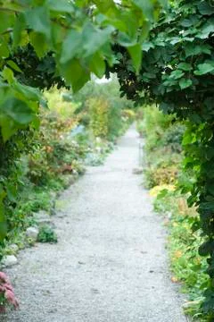 Footpath lined with lush foliage Stock Photos