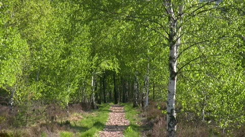 Footpath Marshland in Bavaria Chiemgau Germany Stock Footage