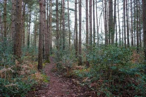 Footpath in the middle of a pine forest 스톡 사진