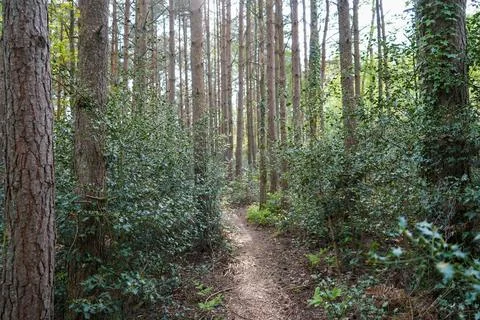 Footpath in the middle of a pine forest 库存照片