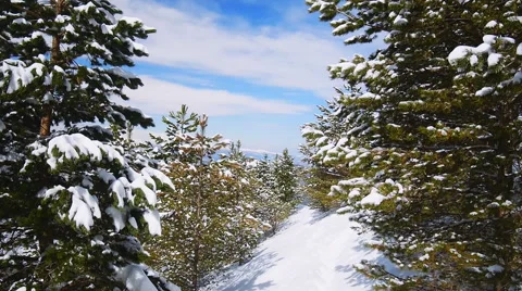 Footpath in mountain forest with snow-covered trees Video stock 50766053