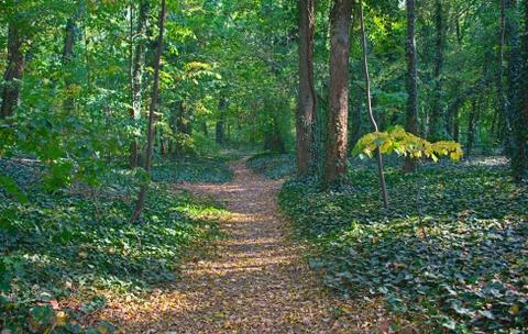 Footpath in park covered with fallen leaves and tree trunks with creepers Stock Photos