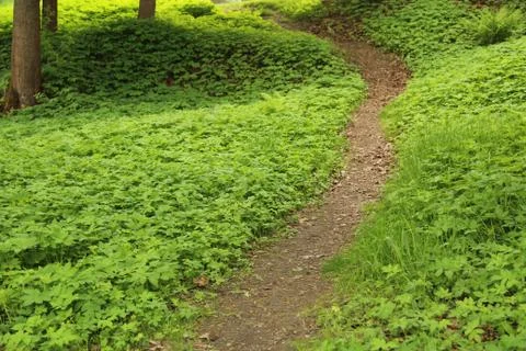 Footpath in park in summer Stock Photos