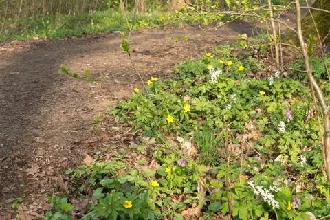 Footpath Stock Photos