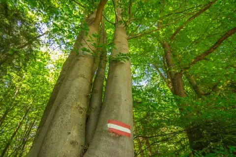 Footpath Stock Photos