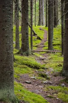 Footpath. Stock Photos