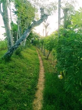 Footpath 스톡 사진