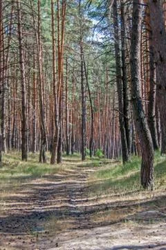 Footpath to a pine forest Stock Photos