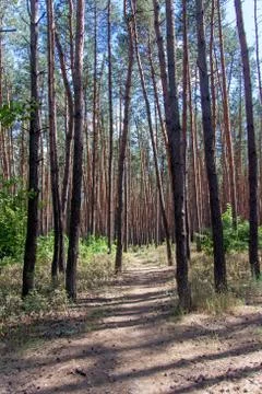 Footpath to a pine forest 库存照片